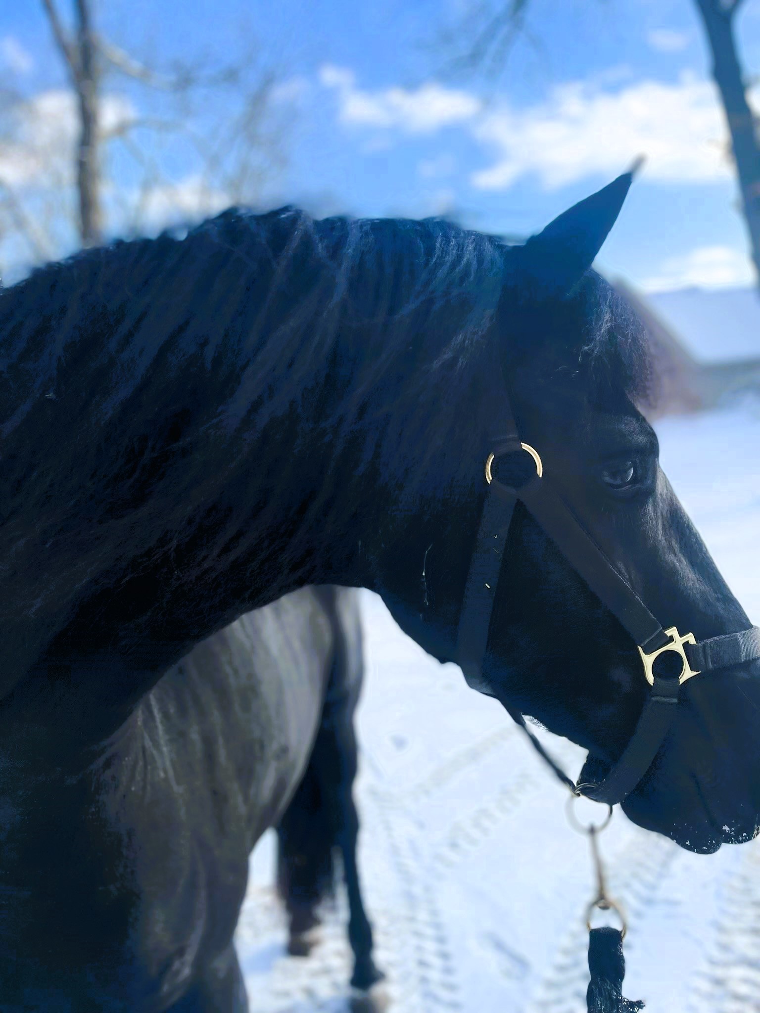 Friesian MINKA - Sold